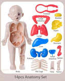 Human Organ Model