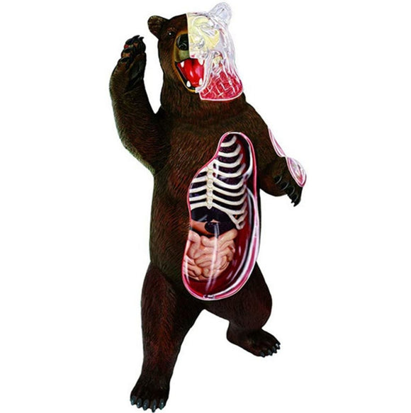 4D Master - Bear Anatomy Model