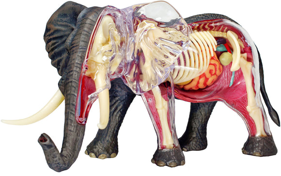 4D Master - Elephant Anatomy Model