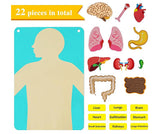 Human Body Structure Cognitive Chart