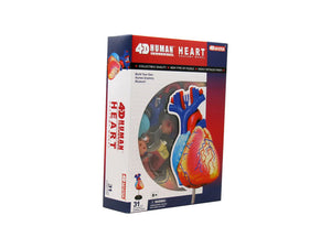 4D human heart anatomy model