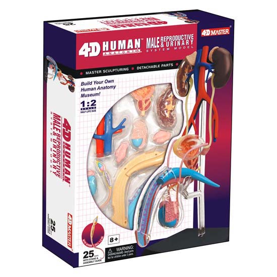 4D Puzzle - Male Reproductive System Model