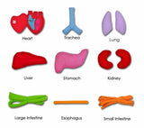 Human Body - Anatomy Apron