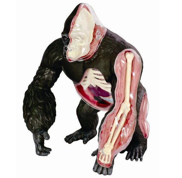 4D Master - Gorilla Anatomy Model