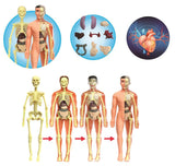The Human Body Anatomy Model