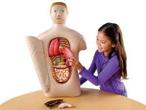 Inflatable Anatomy Torso