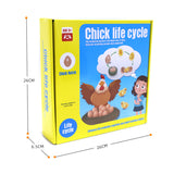 Chick life cycle